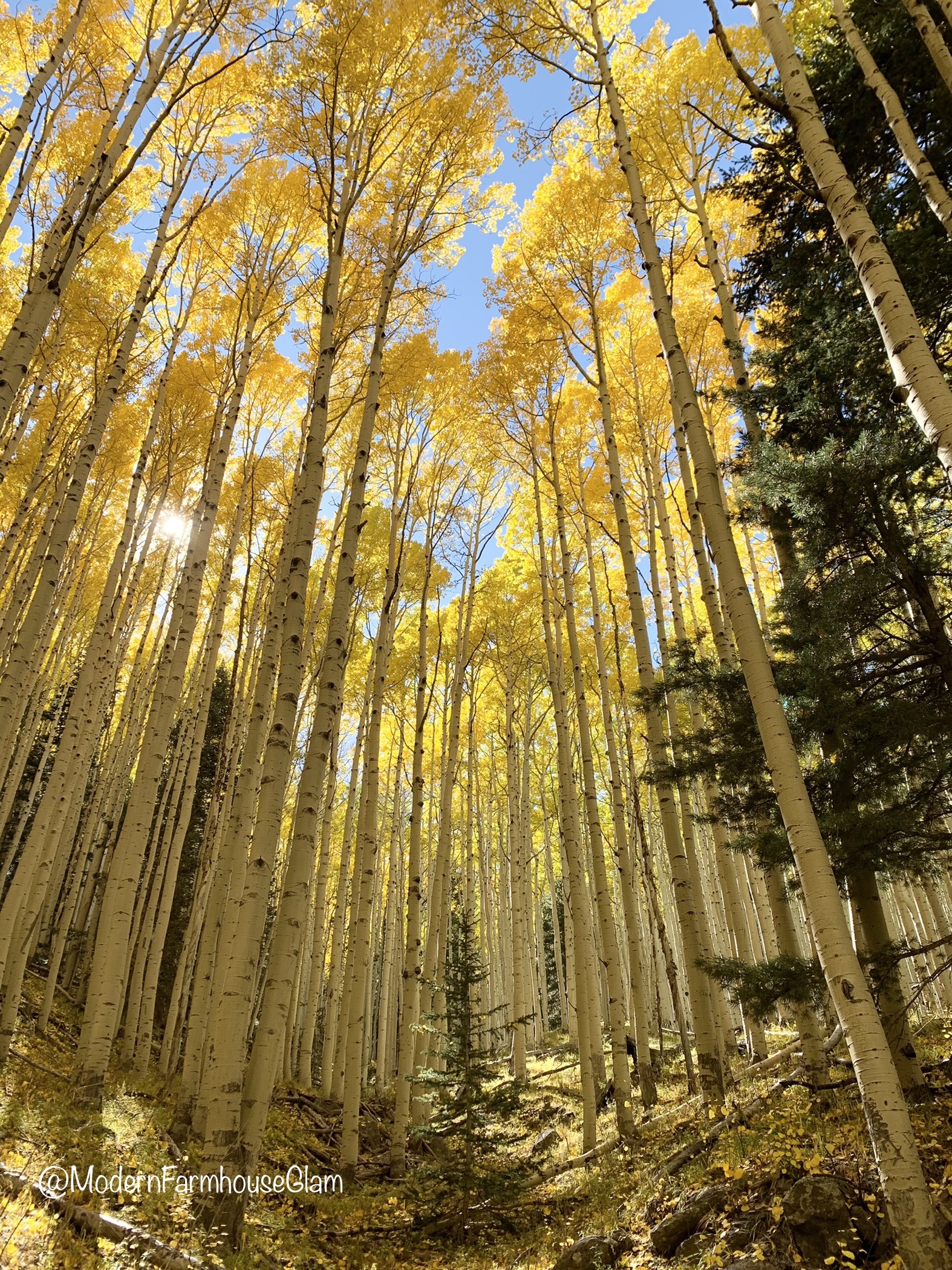 Yellow Leaves on Aspen Trees Hike in Arizona 