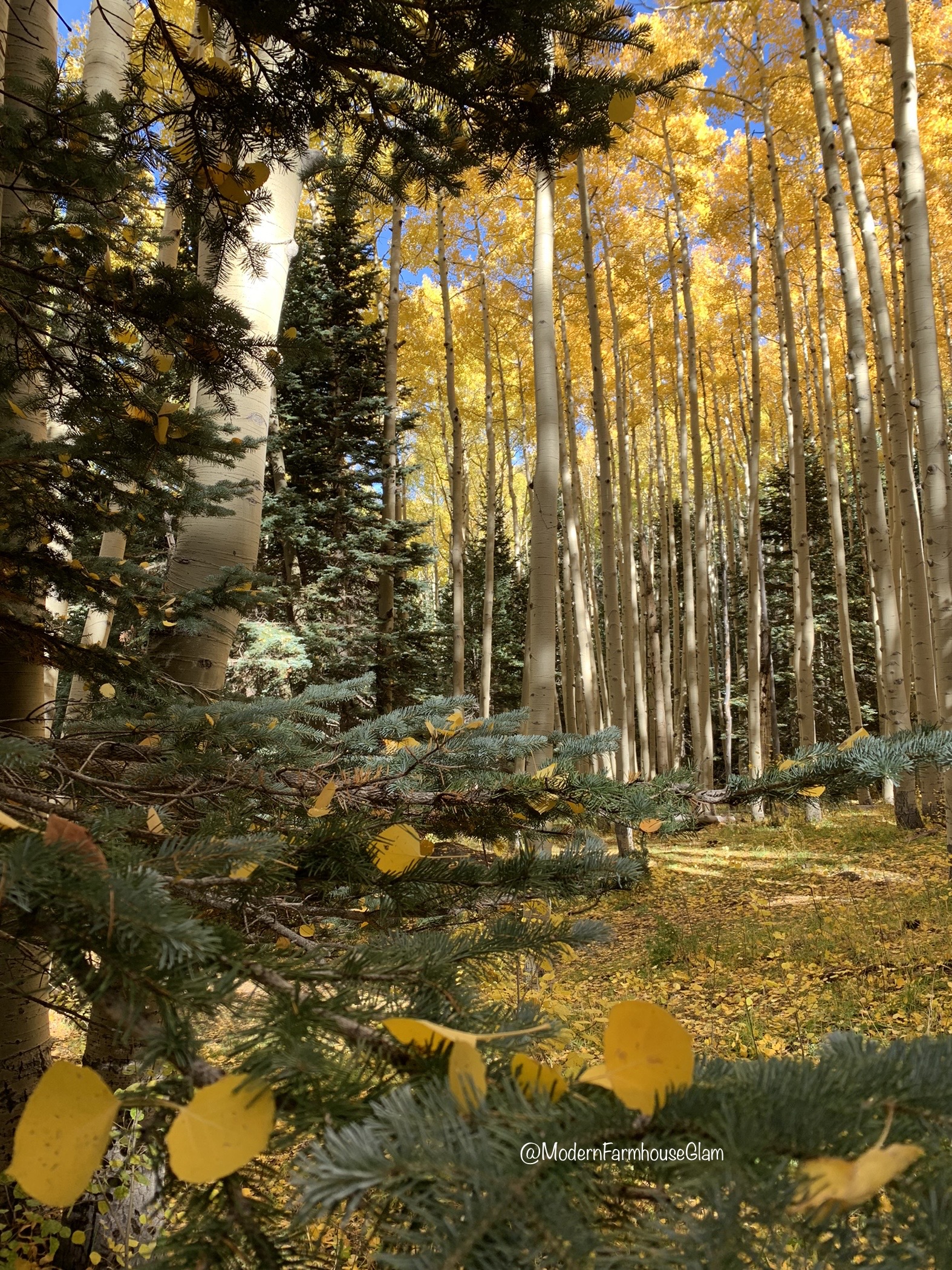 Yellow Leaves on Aspen Trees Hike in Arizona 